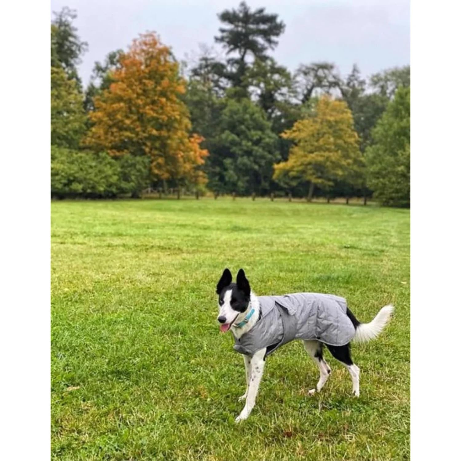 Ancol Ultimate Reflective Dog Coat X Large, Silver, 60 x 72-88cm - Image 2