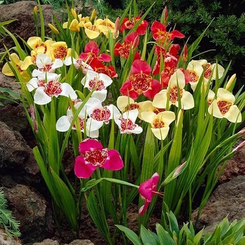 Lilacea & Grandiflora Tigridia Mix Bulbs - Tiger Flower Bulbs