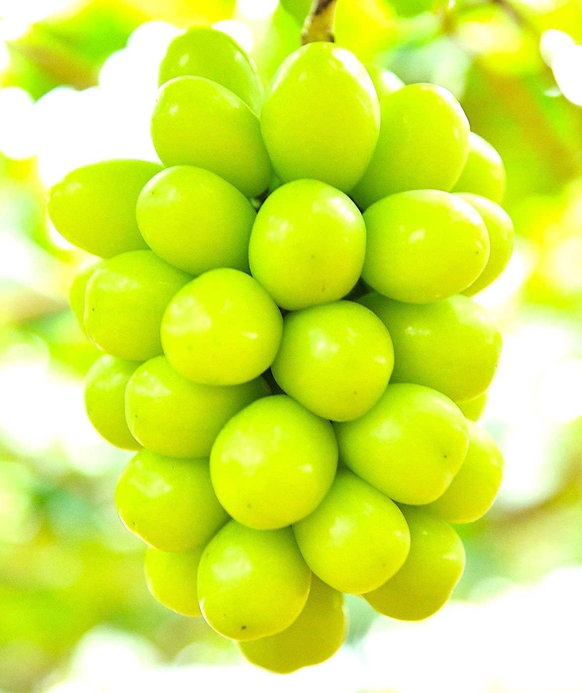 ギフト化粧箱【ぶどう３種 豪華食べ比べ】 糖度:20度前後 1.7kg前後 シャインマスカット／クイーンニーナ等／ピオーネ or 藤稔 ぶどう化粧箱 高級ぶどう ギフト 【冷蔵】