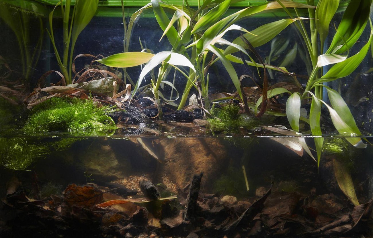 Amazon.com: Greenpro Lucky Bamboo Dracaena Sanderiana Green Potted Live  Aquatic Aquarium Plants for Freshwater Fish Tank : Pet Supplies