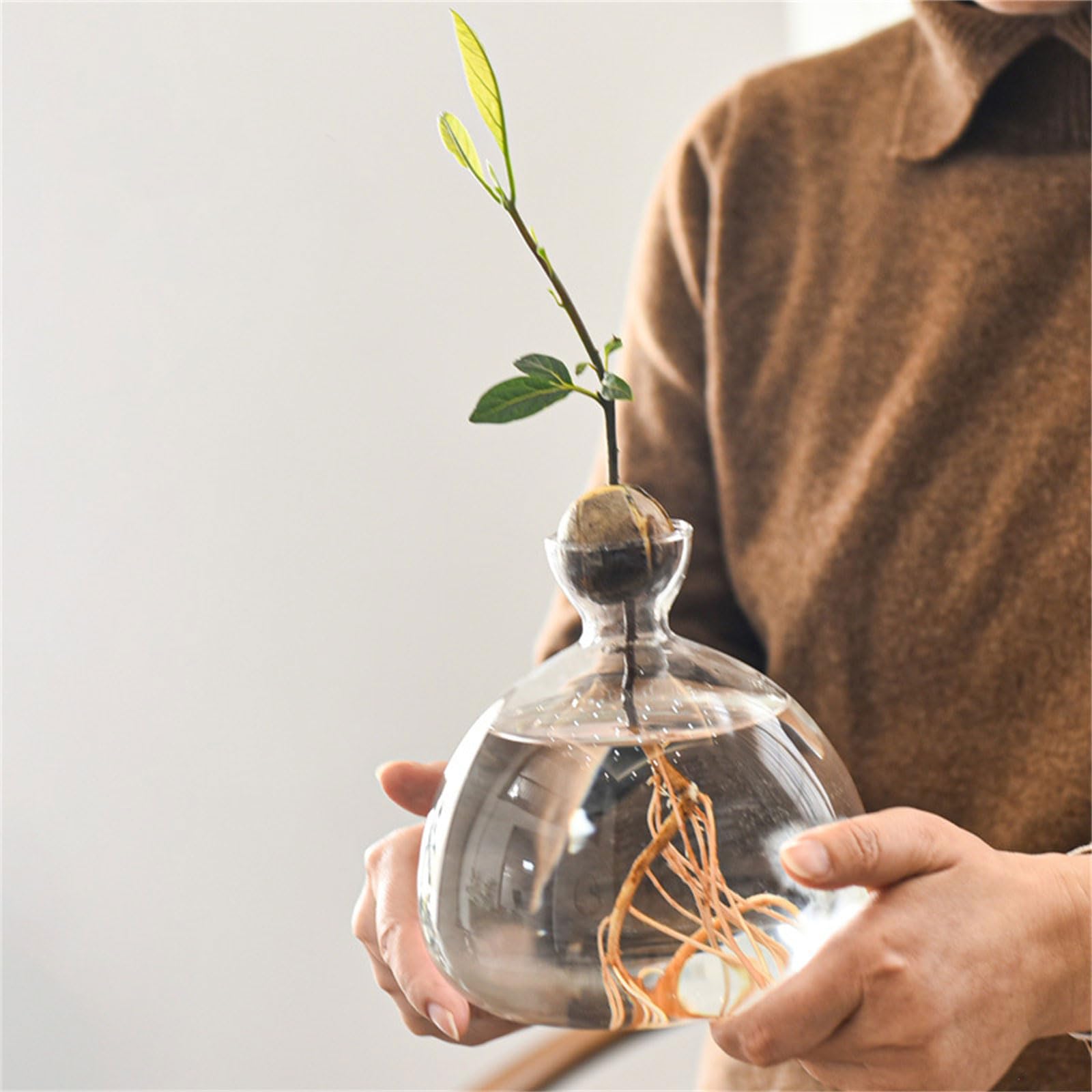 Vase de démarrage pour Avocat en Verre Transparent, récipient de Propagation hydroponique pour Fleurs, Cadeau pour la Maison et Le Bureau, décorations de Bureau