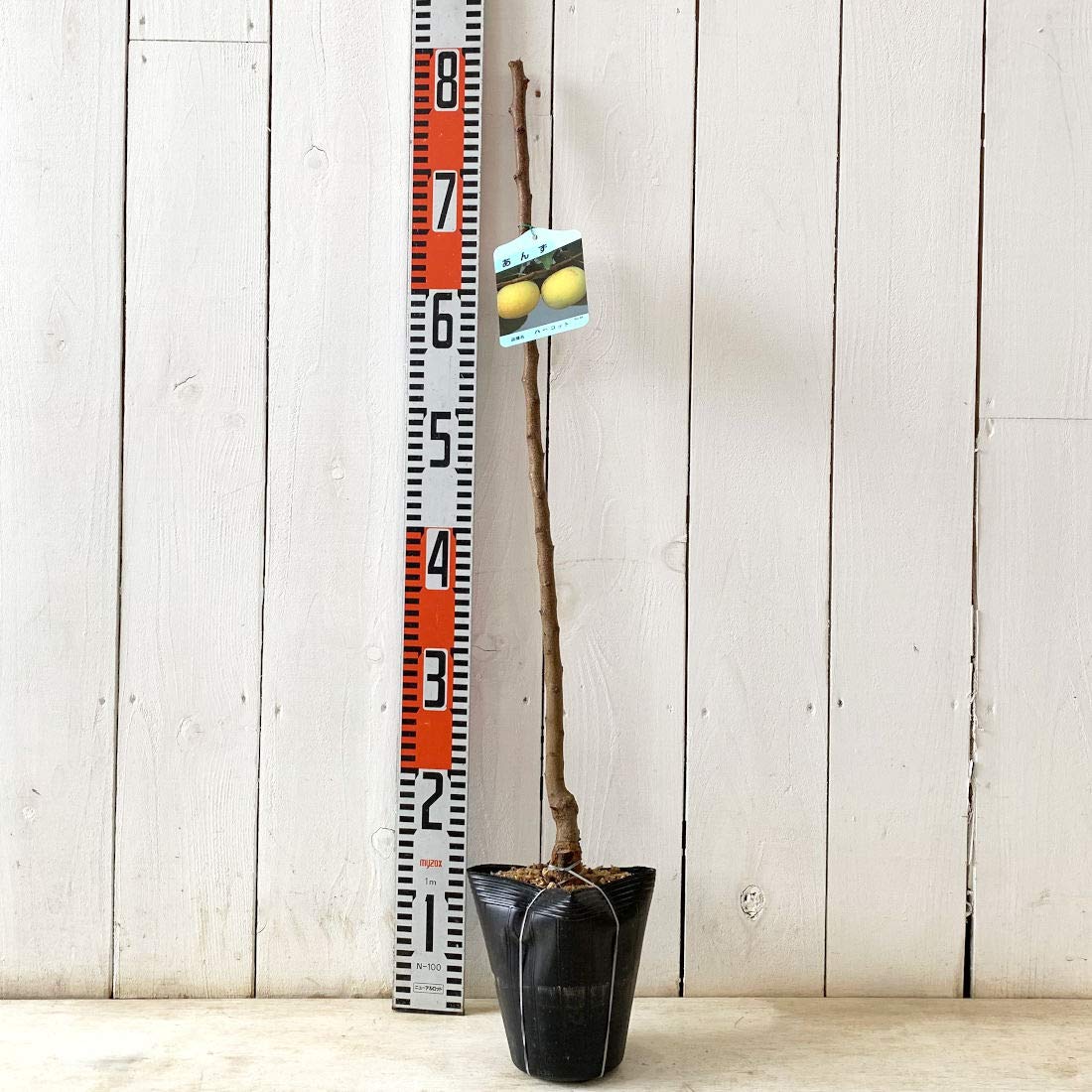 あんず出品 Amazon.co.jp: アンズ 苗木 ハーコット 13.5cmポット苗 あんず 苗 杏