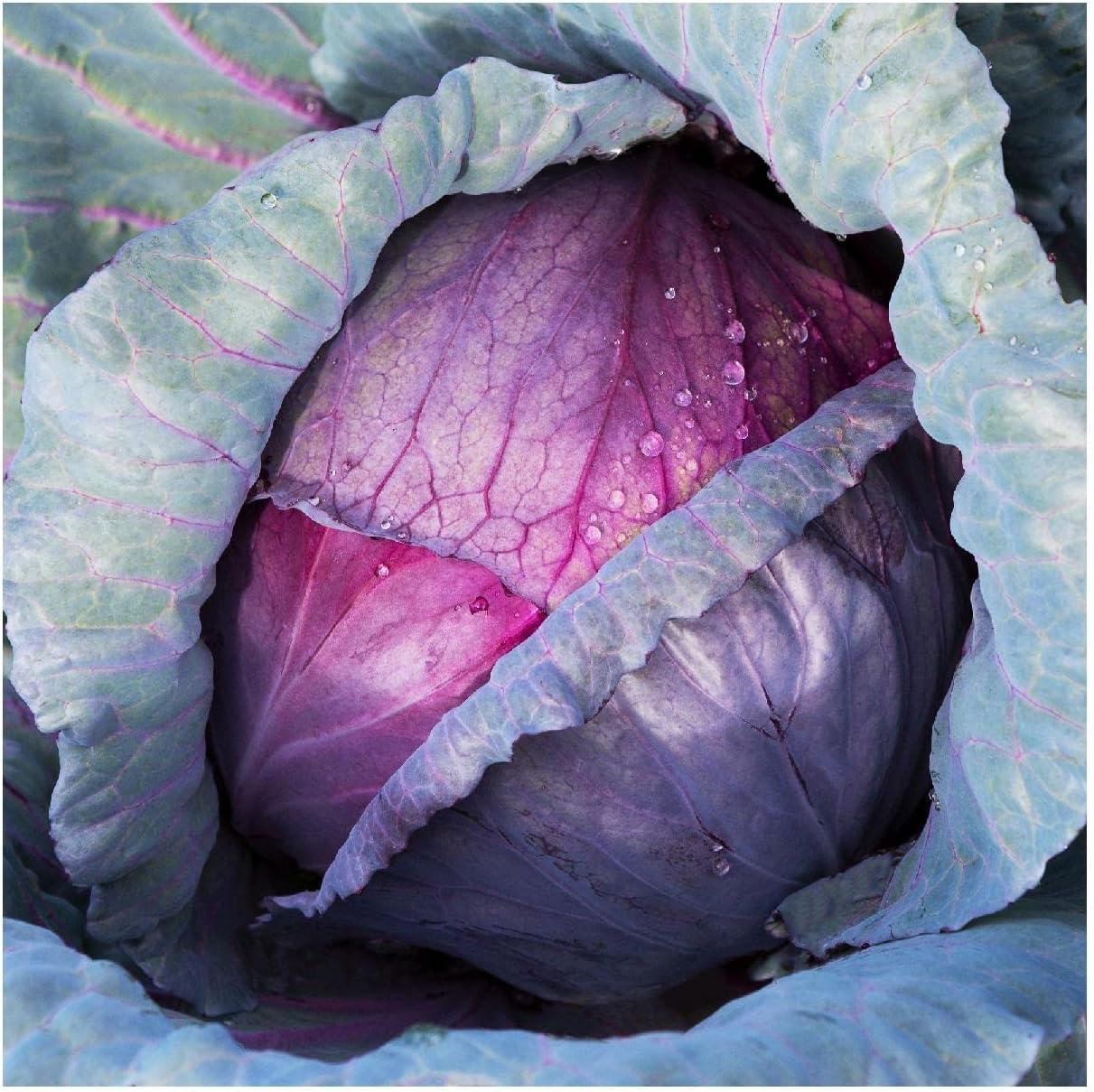 Everwilde Farms Red Acre Cabbage Seeds 1 Oz - Non-GMO Vibrant Purple Heads, Gold Vault Storage, Split-Resistant