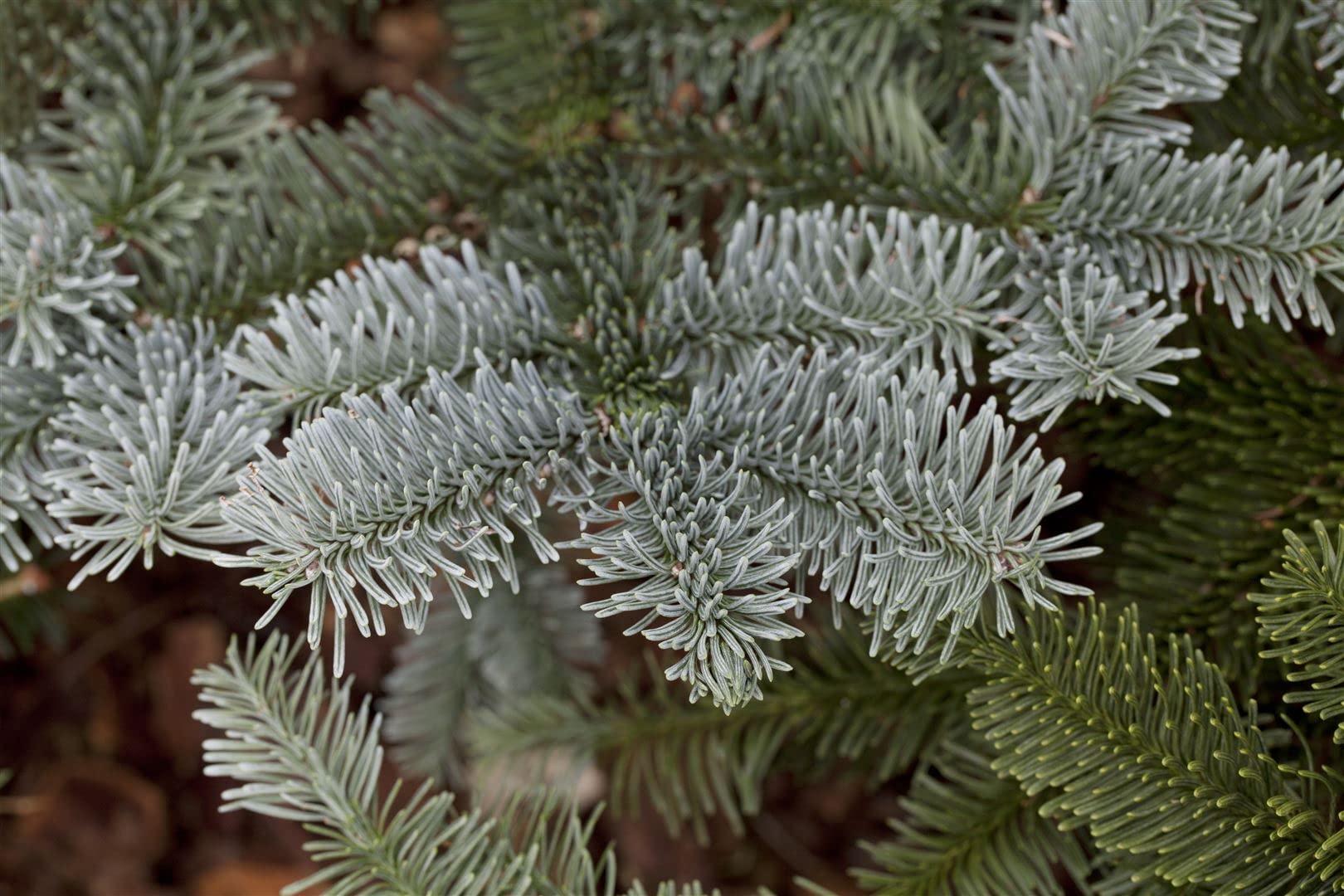 Abies procera 'Glauca' 25–30 cm – Winterhart, Immergrün, Pflegeleicht – Edeltanne – Weihnachtsbaum für Garten & Kübel