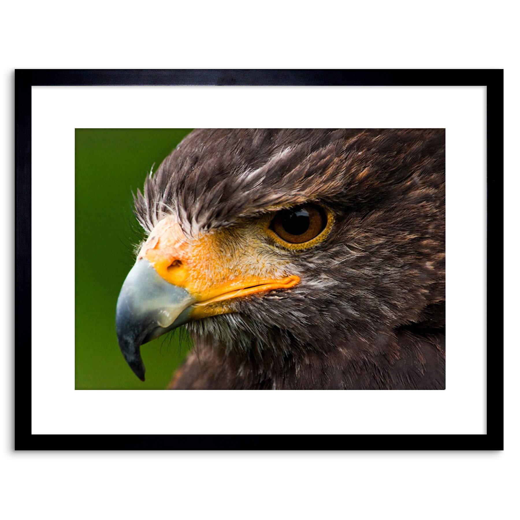 Wee Blue Coo PHOTO HARRIS HAWK EYE BIRD PREY FRAMED PRINT F97X3577