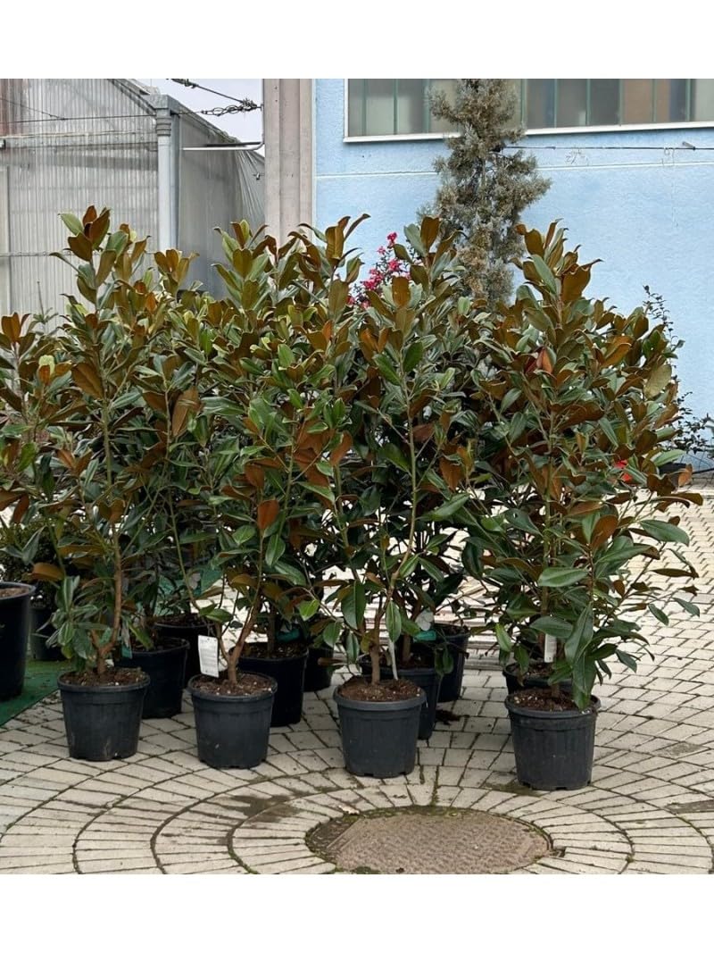 Magnolia grandiflora gallisoniensis pianta in vaso ø30 cm h 100/120 cm Vivaio di Castelletto