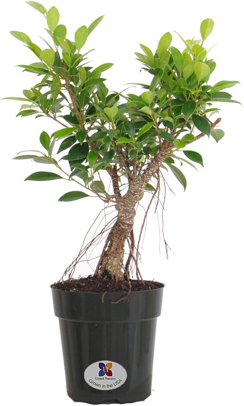 United Nursery Ficus Retusa Bonsai Tree Live Indoor Houseplant Shipped in 6 inch Grower Pot 16-22 inches Tall