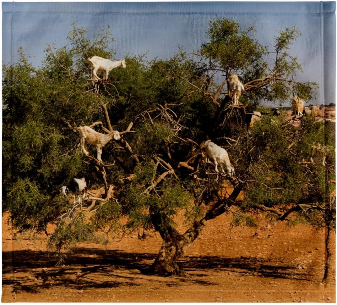 3dRose Morocco, Essaouira. Famous Argan Tree-Climbing Goats in a Tree. 22x30 Bath Hand Pool Towel