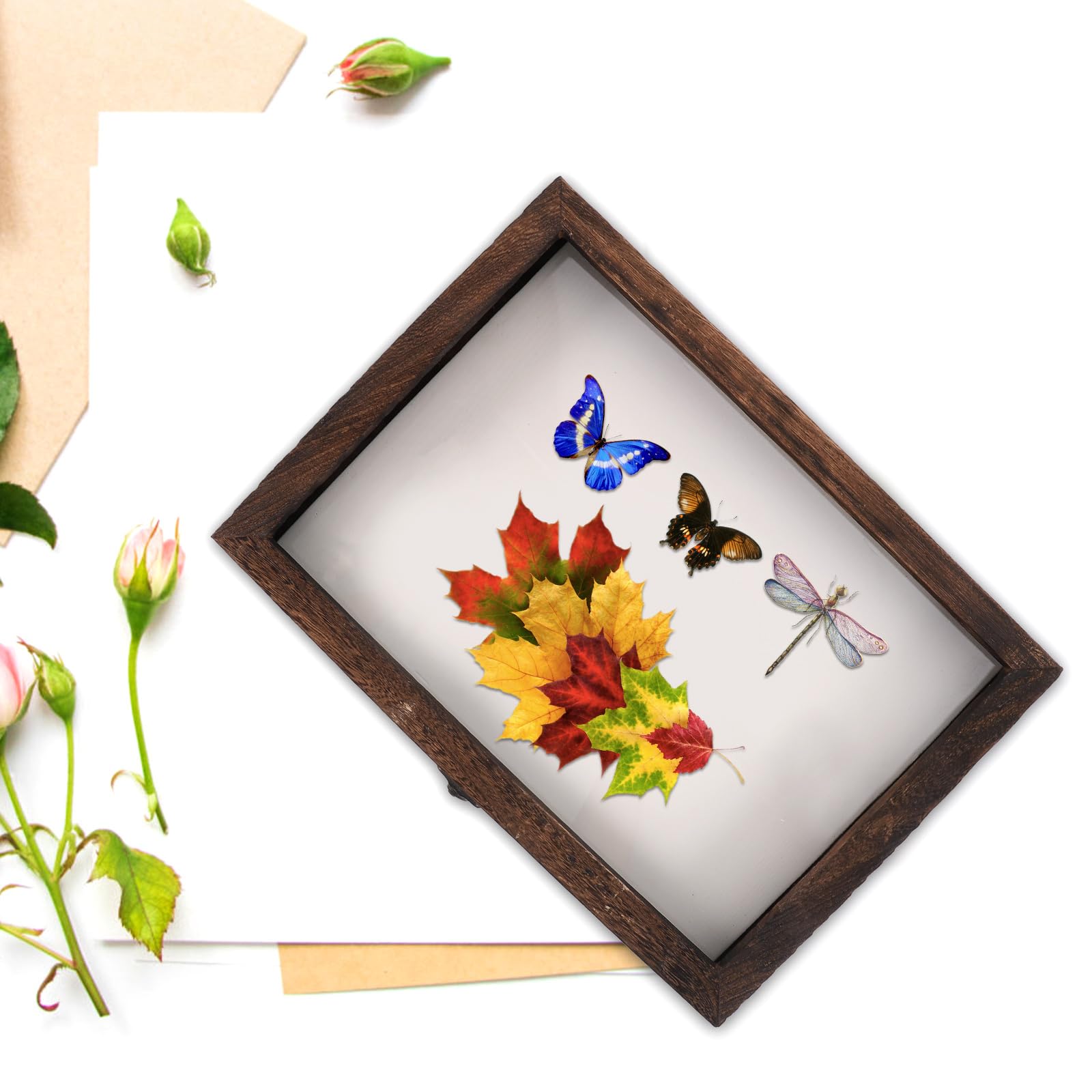 iplusmile 1 Set-Box Kästchen mit Insektenproben Insektenvorungsbox Schaukasten für Insekten Schmetterlings-Schattenbox Mustervitrine Holz Probenbehälter (nicht inklusive Schmetterlingsproben)