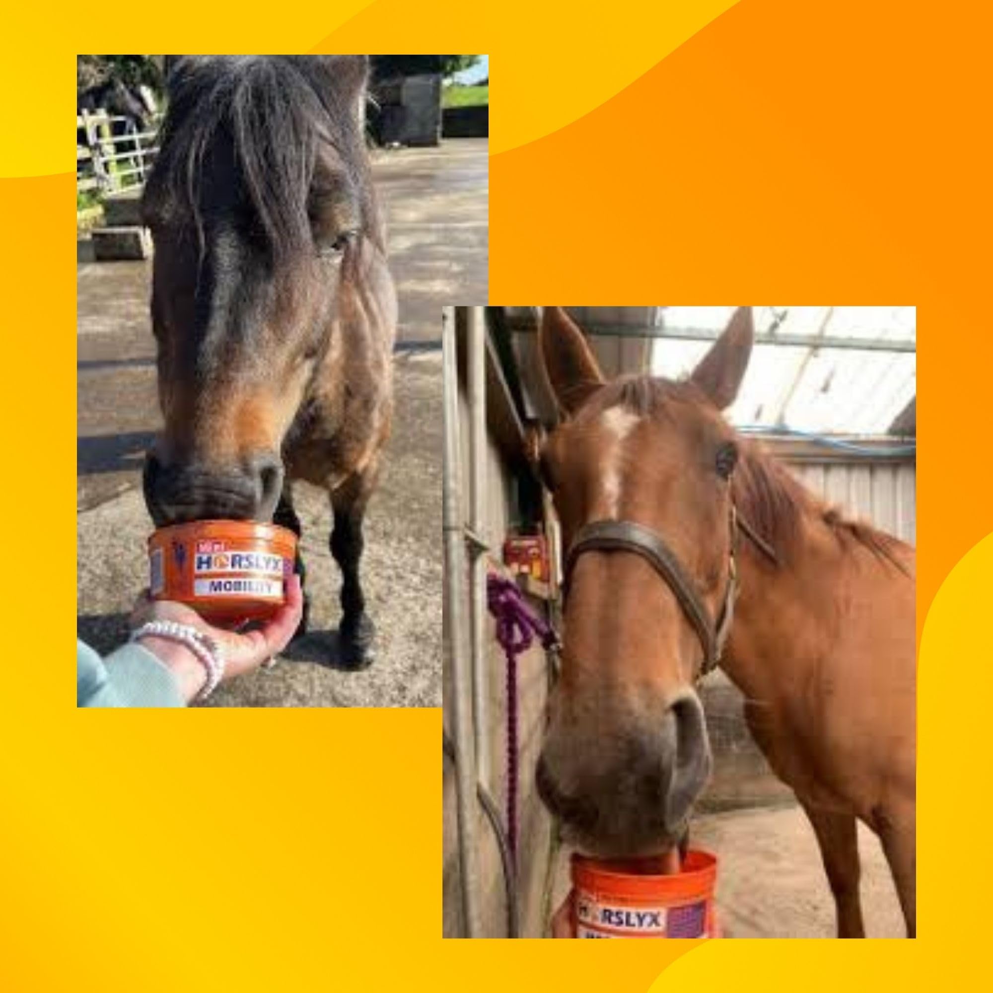 Horslyx Mini Horlsyx Mobility 650 g Licks Vitamines et récompenses pour chevaux