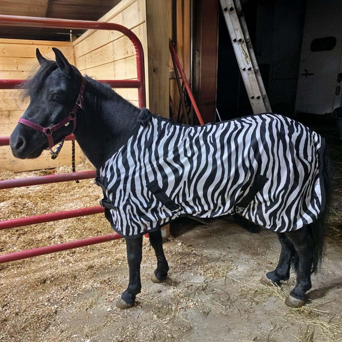 Country Pride Miniature Horse Zebra Print Fly Sheet, Lightweight UV Protection, Adjustable Double Buckle Front, Bias Surcingle, Removable Leg Straps, Fleece Wither Protection (Medium 40-43")