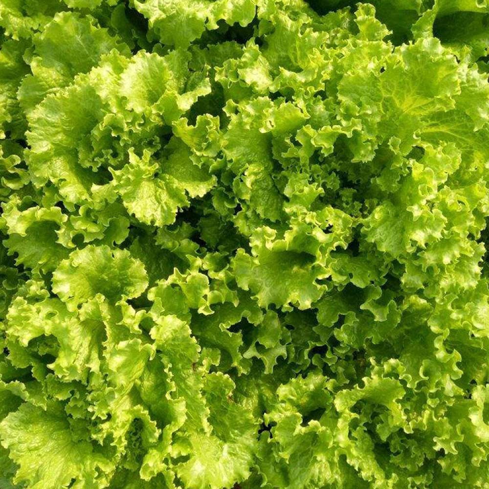 VibeX Loose Leaf Lettuce Seeds-500 Seeds (B0B9Y33X3P) Amazon Price History, Amazon Price Tracker