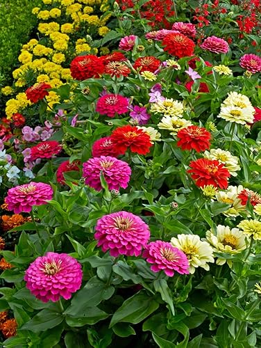 Miniatura 2 de "State Fair Mix" - Semillas de flores de zinnia para plantar, más de 100 semillas por paquete, semillas de jardín de Isla, sin OMG y semillas de