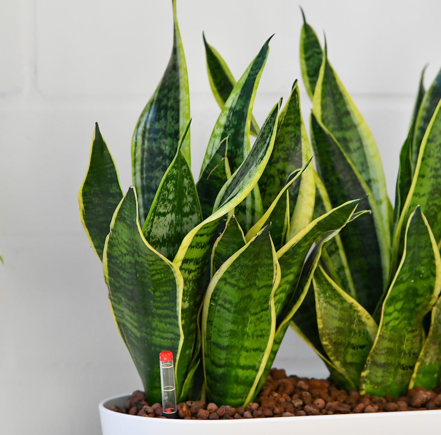 Sansevieria Bogenhanf - pflegeleichte Zimmerpflanzen - Sukkulenten frisch aus der Gärtnerei - Hydrokultur Set Sideboard Weiß - Höhe 25-30 cm - inkl. Gefäß, Blähton & Dünger - Green Me Up