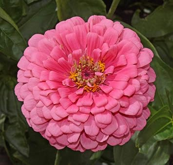 500 Zinnia Flower Seeds Rose Pink Zinnia Elegans - Annual - U.S. Grown Seed