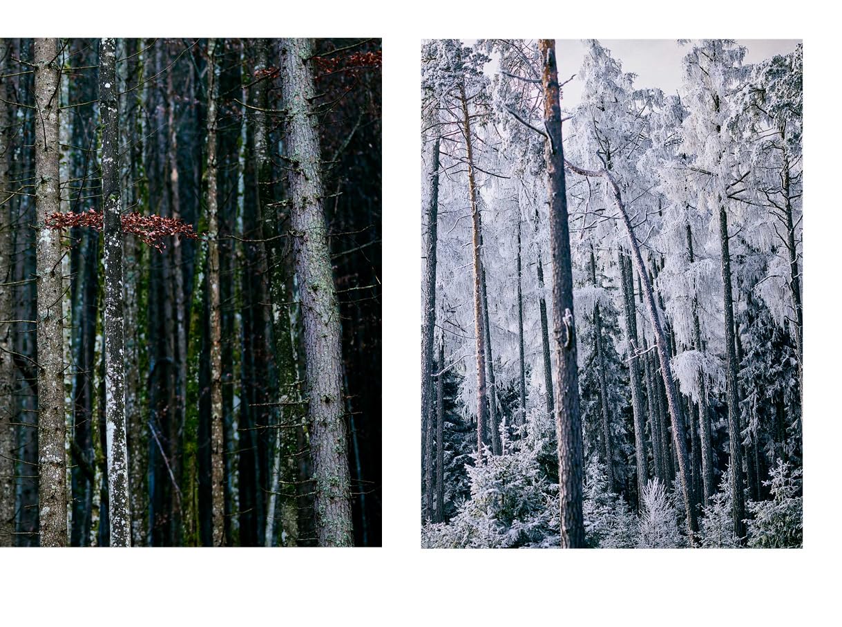Zeitlos in Begegnung: Im Wald