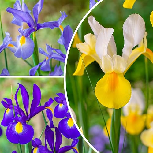 Holländische Iris zwiebeln Garten Eleganz Kollektion (50 Zwiebeln), Winterhart Schwertlilien