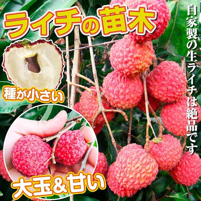 Amazon ライチ 苗 苗木 ジャカパット 1株 ライチの木 レイシ チャカパット ジャガパット 果樹苗 国華園 22年春商品 果物