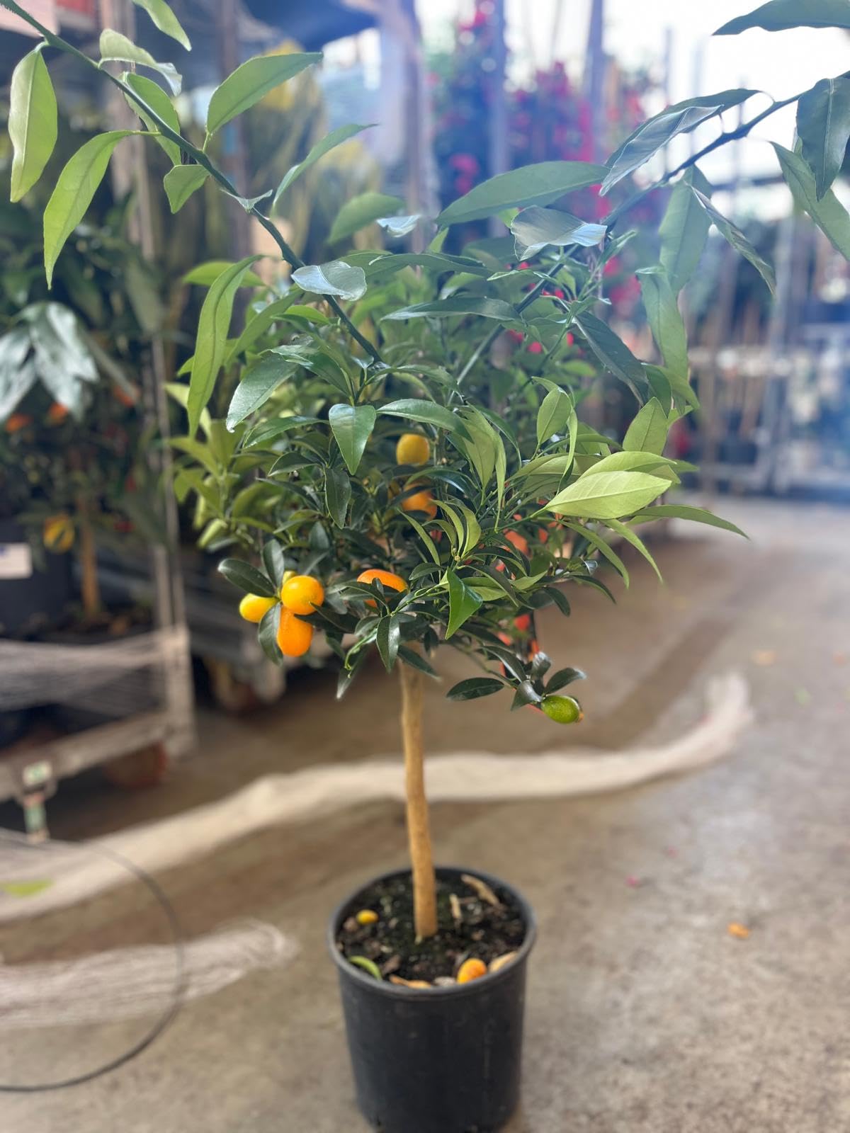 Árbol Kumquat Fortunella Margarita en Maceta - Cítrico Enano Natural (El naranjo enano, naranjo chino, naranja cherry o Kumquat) - Planta de Exterior para Terraza y Jardín