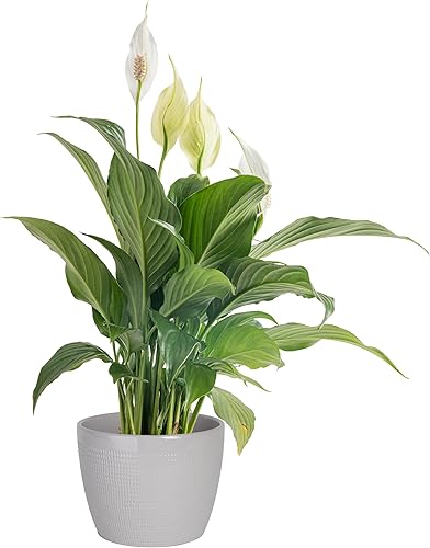 Costa Farms - Lirio de paz Spathiphyllum, planta viva de interior