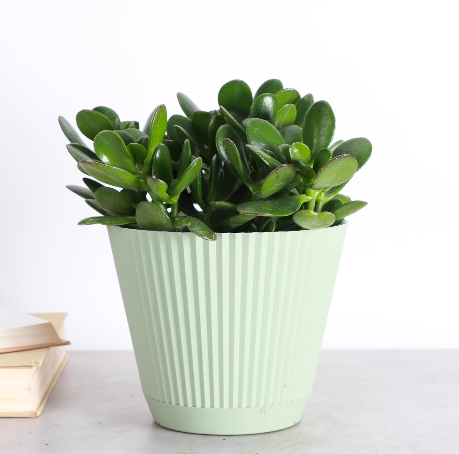 Thorsen's Greenhouse Jade Plant, Live Indoor Plant, Lucky Plant, Crassula Ovata, Easy Care Succulent (Sage, 6-inch Pot)