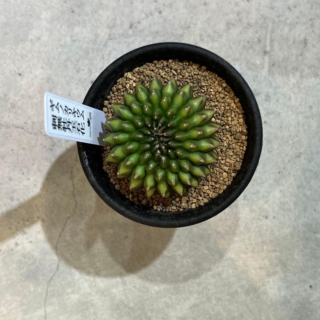 Amazon｜美株ギムノカリキウム 棘無牡丹玉綴化 サボテン 塊根植物 多肉