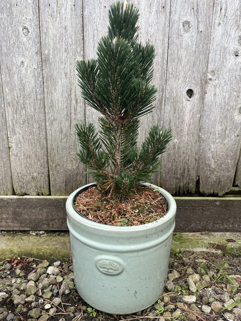 Japanese Black Pine 'Kotobuki' 20/40cm (5L) - Pinus thunbergii - Rare Dwarf