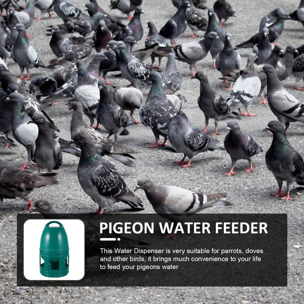 PATKAW Uccello Bevitore Acqua Piccione Dispenser 3L Colomba Bevitore Automatico Piccione Innaffiatoio Pappagalli Alimentatore Pollo Bevitore per Piccione Pollo Anatra