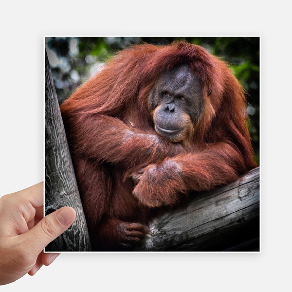 Sticker moto orang-outan multicolore pour personnaliser un pc portable