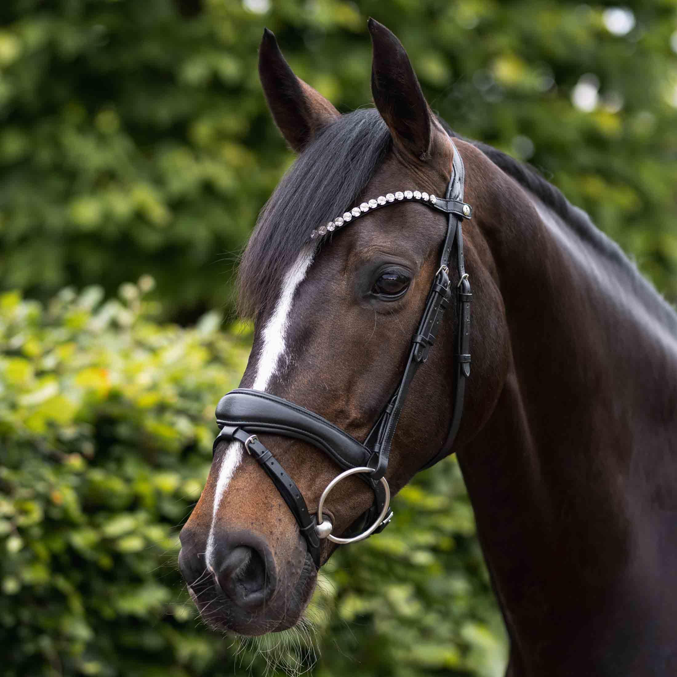 HORZE Cabezada Anatómica Somerset, Negro, F