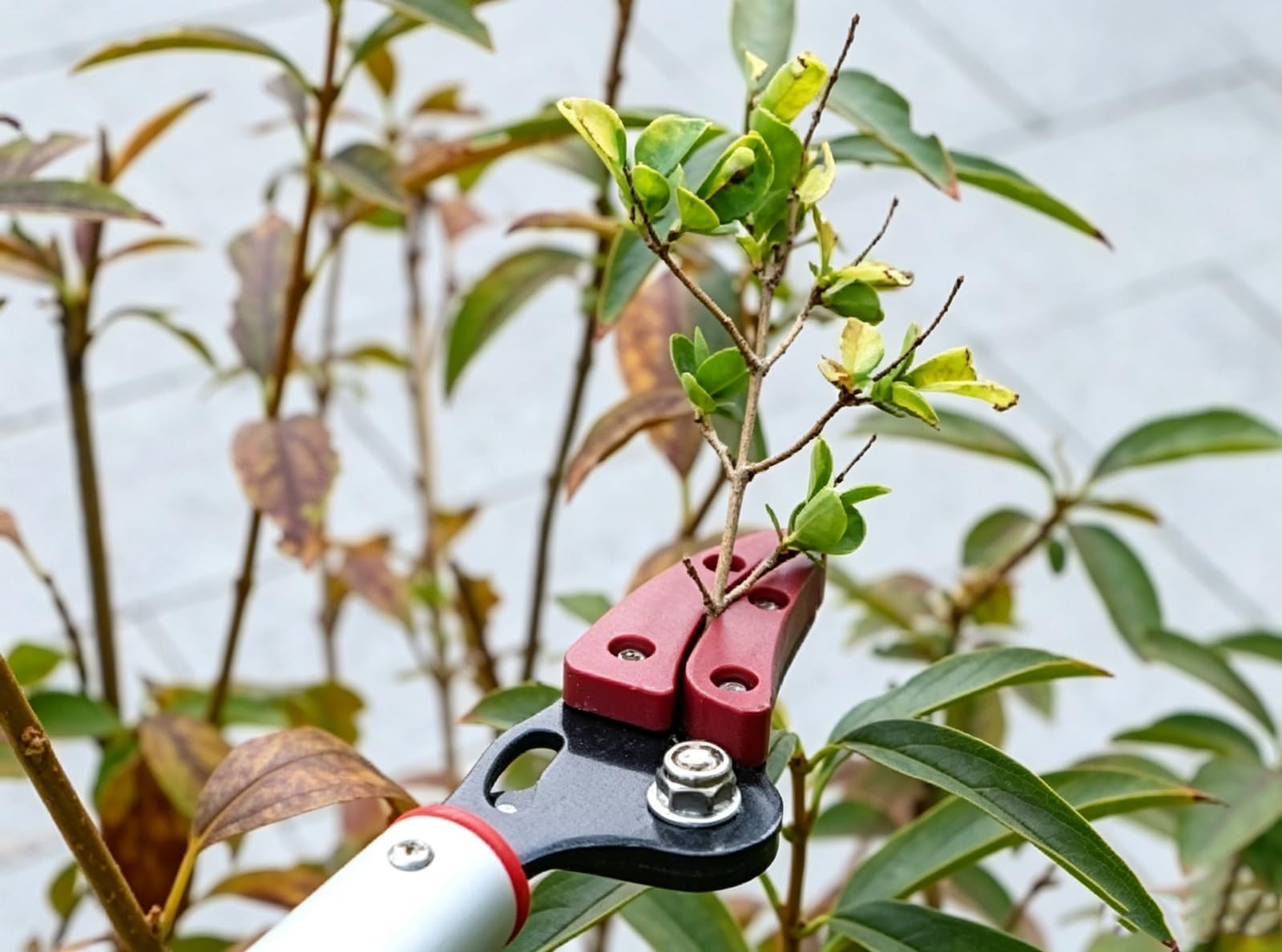 BaiYouMei 1,2m Baumschere Astschere Lang mit Feststellvorrichtung, Schnittleistung ø 8 mm Gartenschere für Obstbaumschnitt