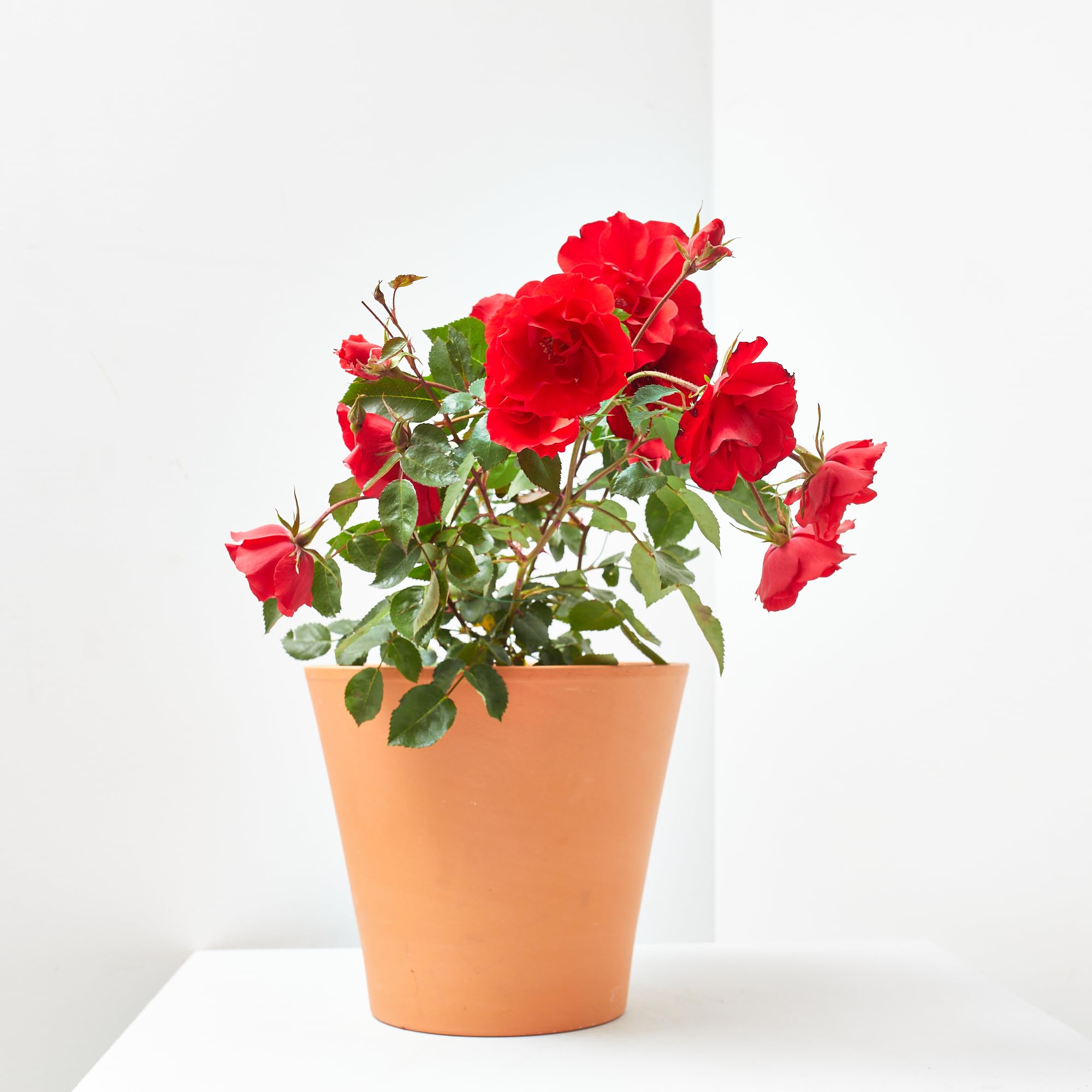 Verdecora Rosal Sevillana en maceta de 3L | Rosa Sevillana | Arbusto de Exterior con Flores Rojas Intensas y Prolongada Floración | Ideal para Jardines, Bordes y Macizos Florales