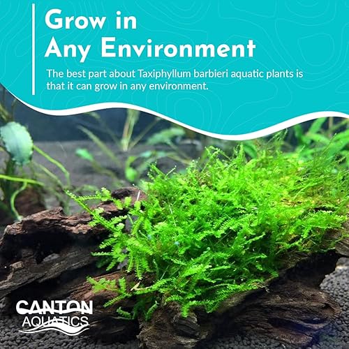 Miniatura 3 de 3X Java Moss Taxiphyllum Barbieri Porciones