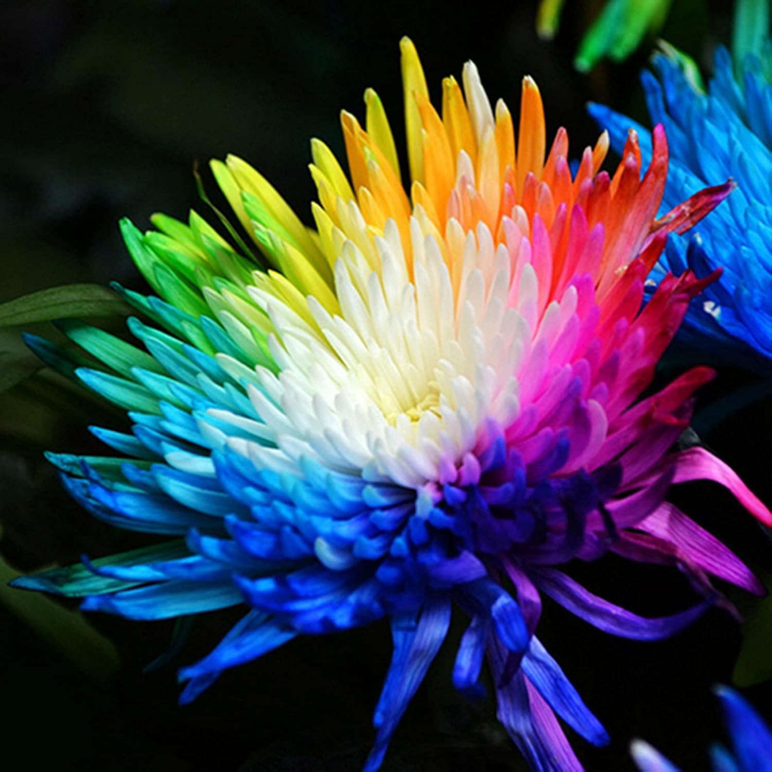 Open-Pollinated Mini Rainbow Chrysanthemum Seeds for Home Gardening-image-30