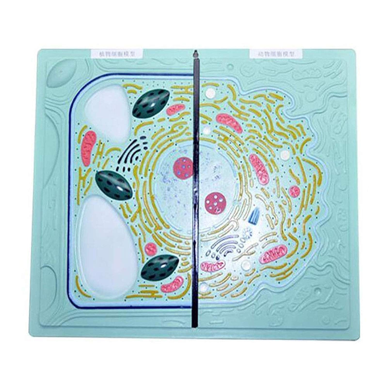 Buy Study Model Animal and Cells Model Animal Cell Contrast Model