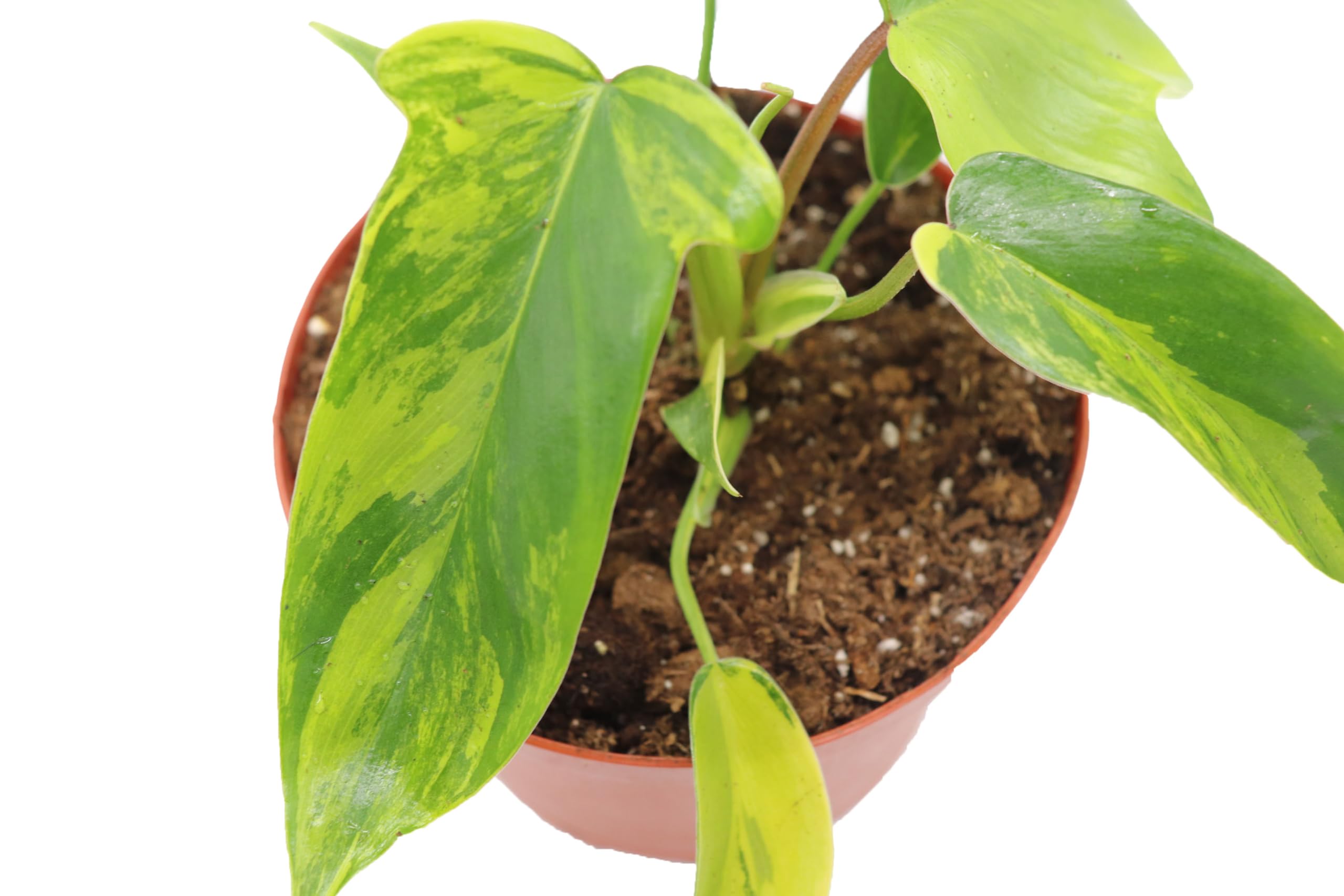 Amazon.com : Rare Philodendron Florida Beauty Variegated in 6" grower's Pot  -from California Tropicals : Patio, Lawn & Garden