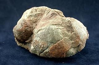 Rare Coelenterata Pleurodictyum Styloporum Greigsville NY Fossil Specimen CS25