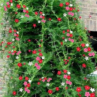 NO-GMO 90 Seeds, Ipomoea Quamoclit Cypress Vine Creeper Star Glory Hummingbird Vine Climber Vine Flower Seeds Heirloom Seeds