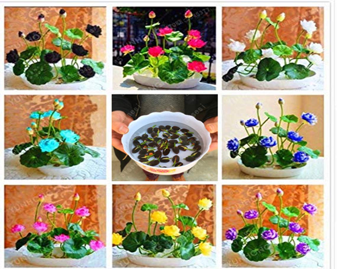HUDGLE 8 Types COLORS Imported LOTUS PLANT MIX Seed (24 per packet) (B07N7XXGTV) Amazon Price History, Amazon Price Tracker