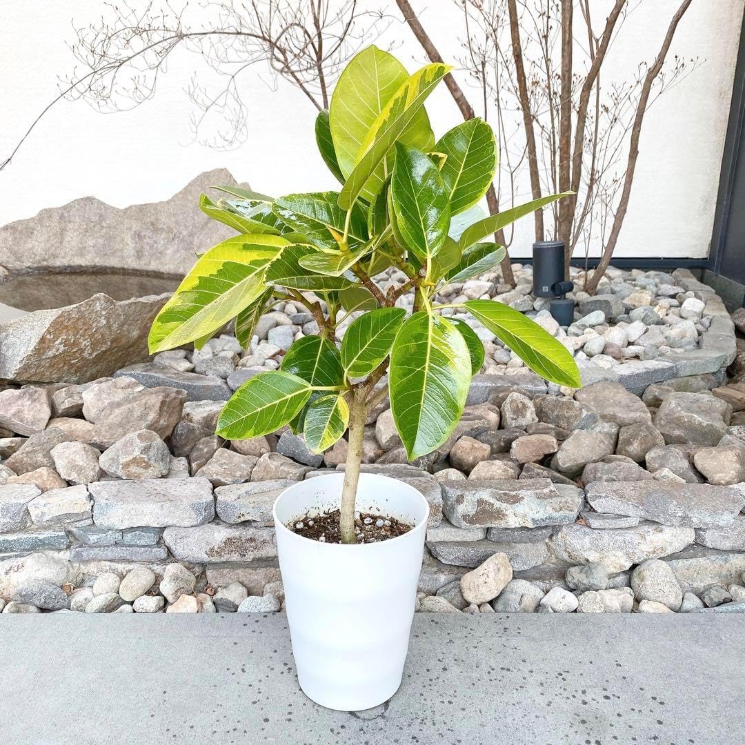 ✨唯一無二の樹形美！フィカス・アルテシマ螺旋仕立て✨1 フィカス