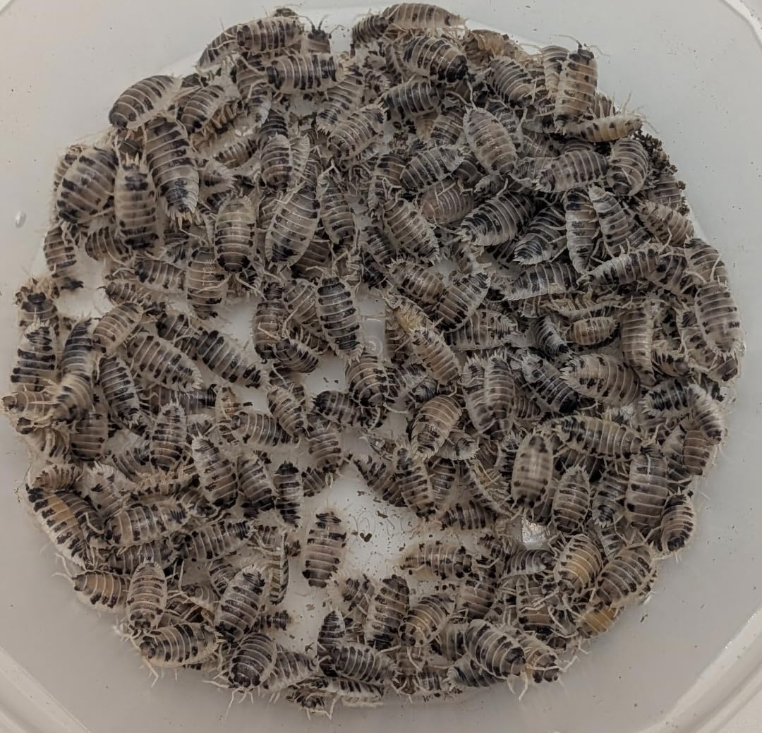 LIVE Dairy Cow Isopods SMALL (35 + 5 spare) LETTERBOX DELIVERY. Starter colony, clean up crew for bio active enclosures. Pillbugs, rolly-pollys, woodlice. Roly-polies, woodlice, pillbugs.