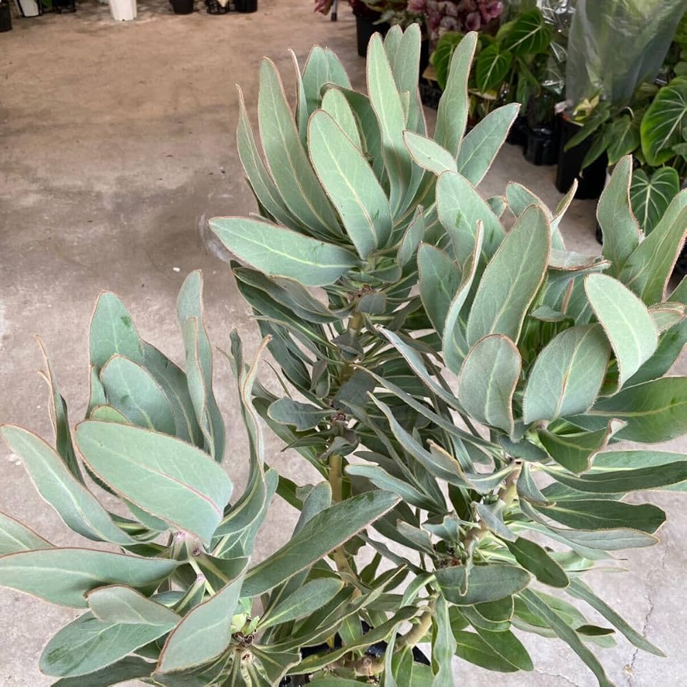 プロテア スサラ 2 プロテア スサラ(2F)② | 沼ノ上農園