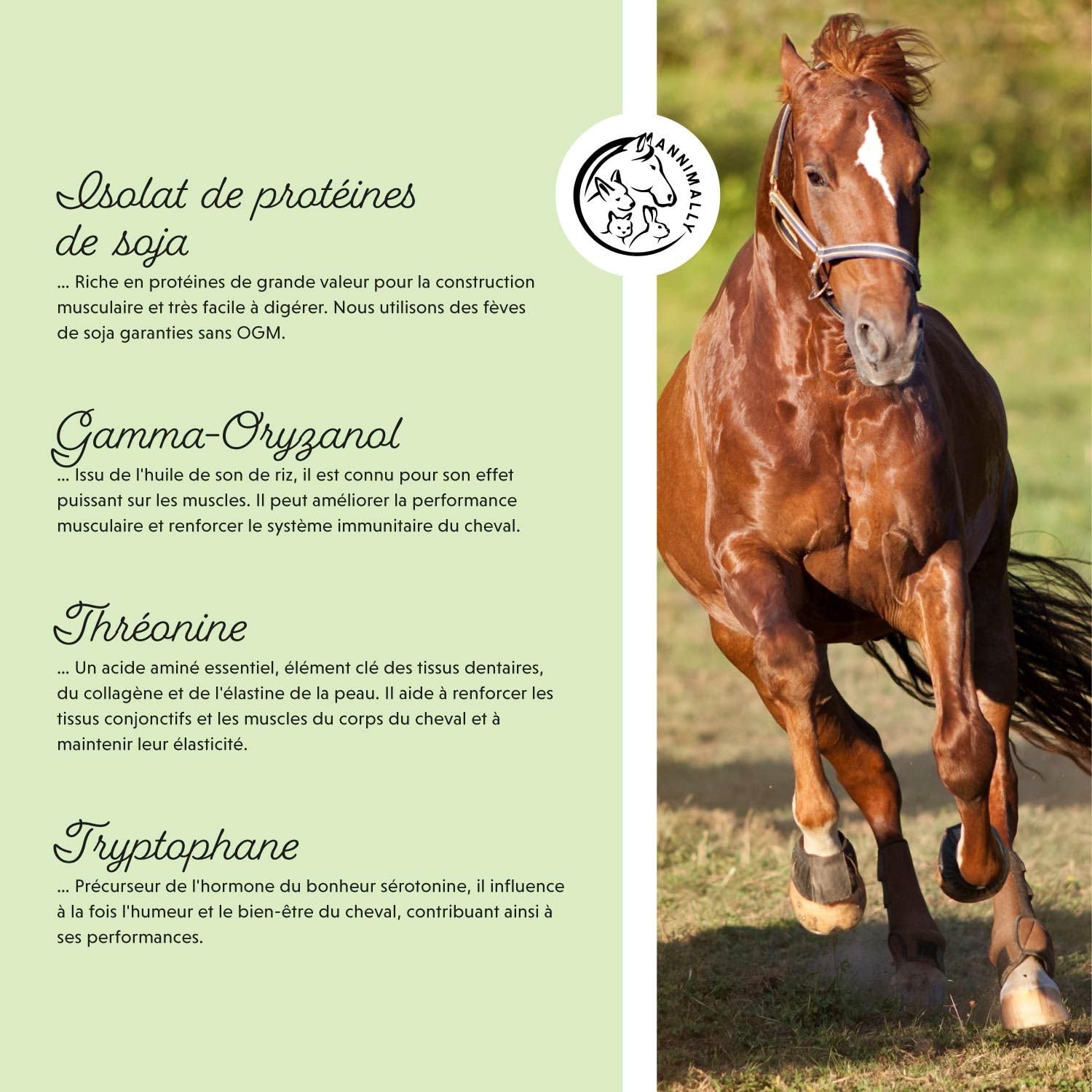 Poudre pour Le développement Musculaire des Chevaux 700g avec protéine de soja, lysine, carnitine, thréonine, méthionine - Complément Alimentaire en acides aminés pour renforcer la Musculature