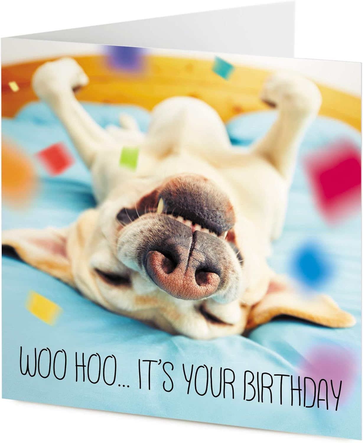 does-my-dog-know-its-his-birthday
