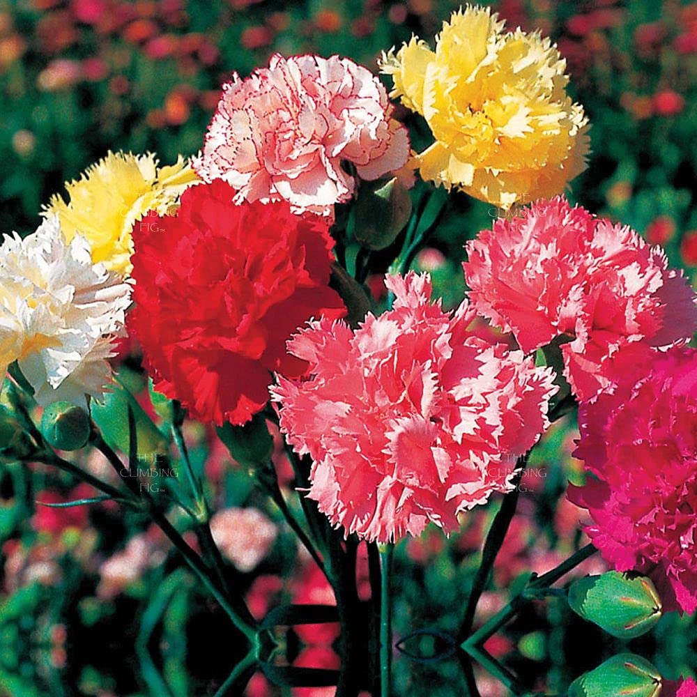 LIVE GREEN flower seeds | Carnation Mix Color Flower Seeds (20 seeds pack) (B09BV3VW3B) Amazon Price History, Amazon Price Tracker