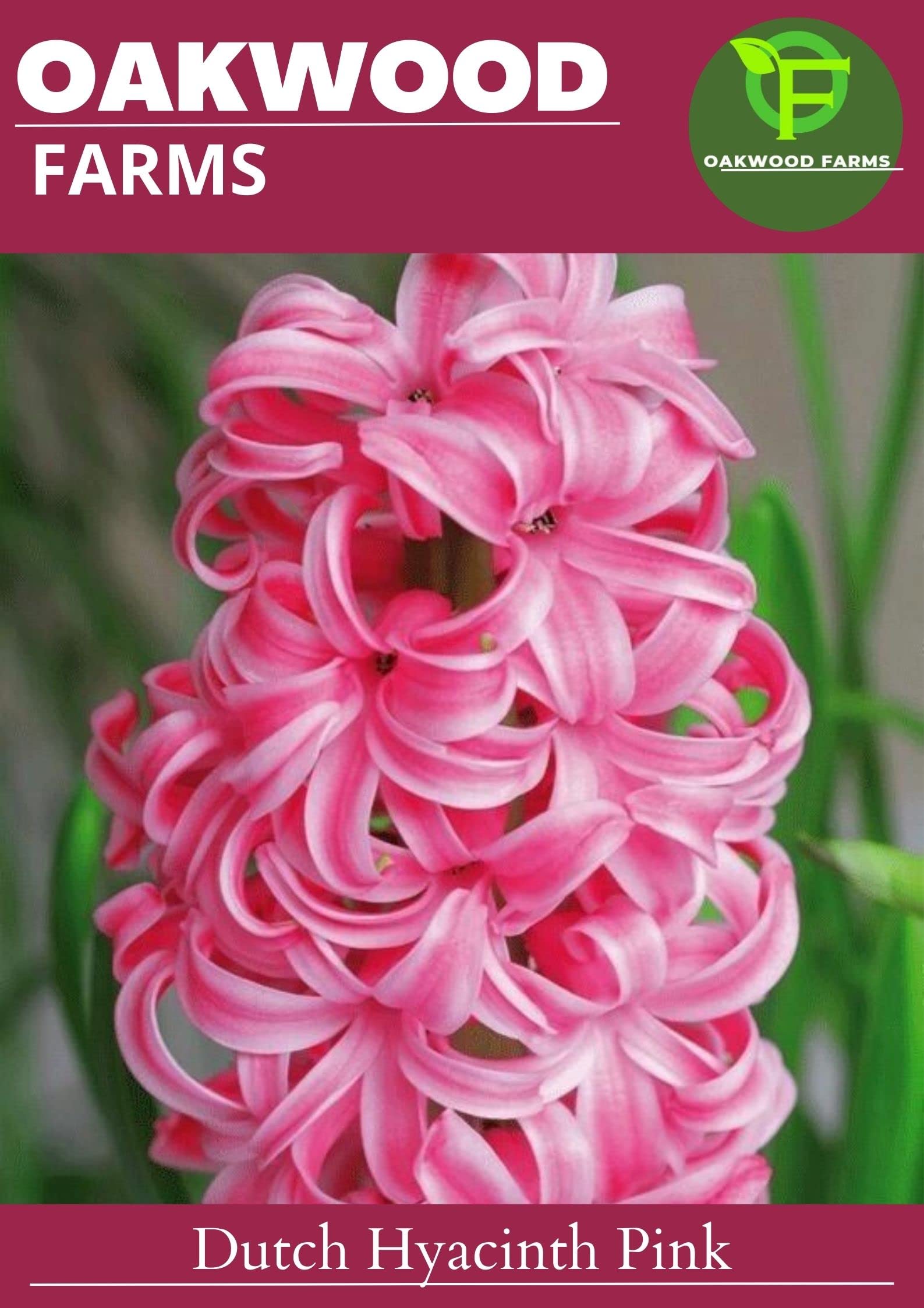 Oakwood Farms® Imported Pink Color Aromatic Dutch Hyacinth Flower Bulbs For Gardening (Pack Of 3 Bulbs) (B0C4LSMP47) Amazon Price History, Amazon Price Tracker