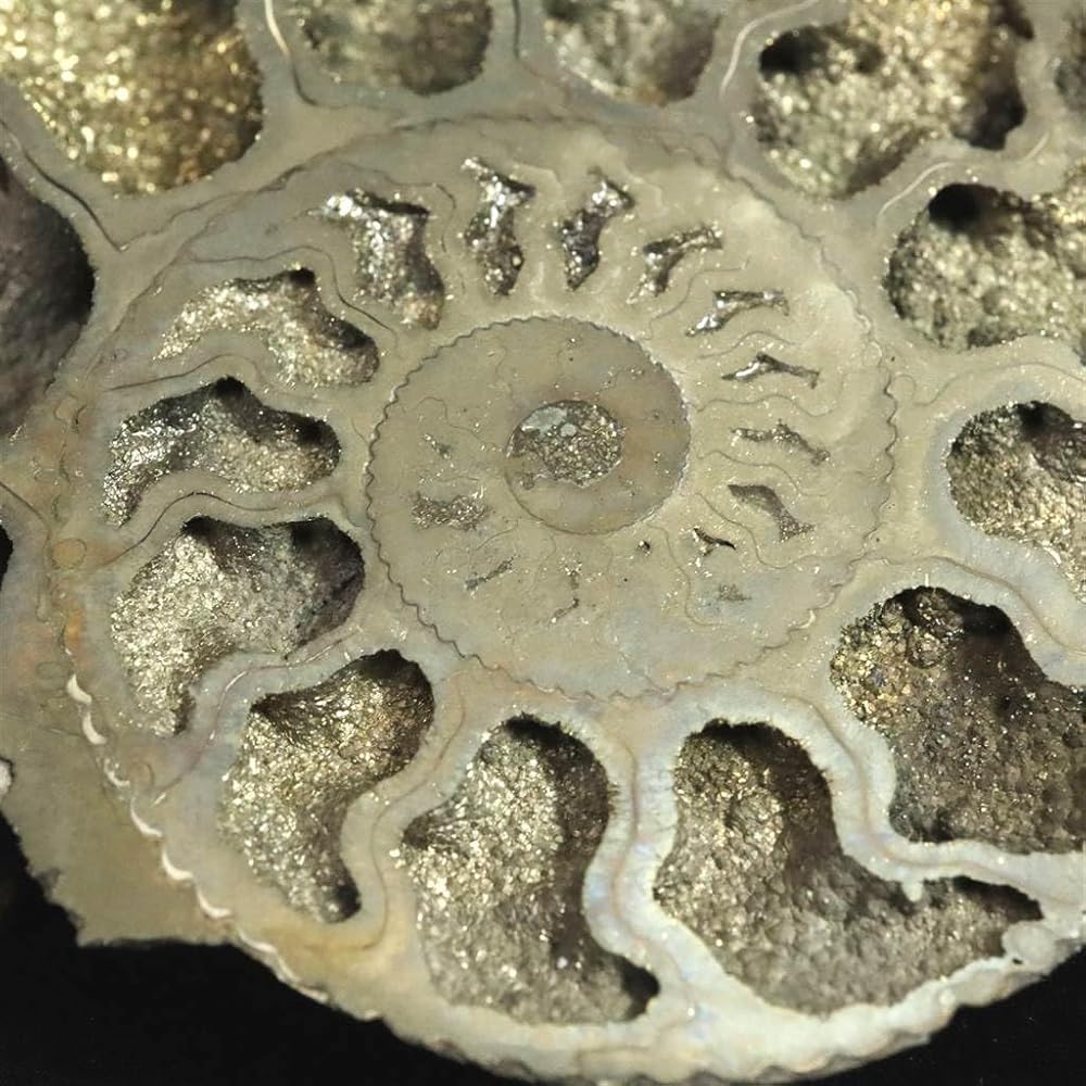 Amazon | ロシア産 アンモナイト パイライト 化石 70mm 36.9g 【榎本