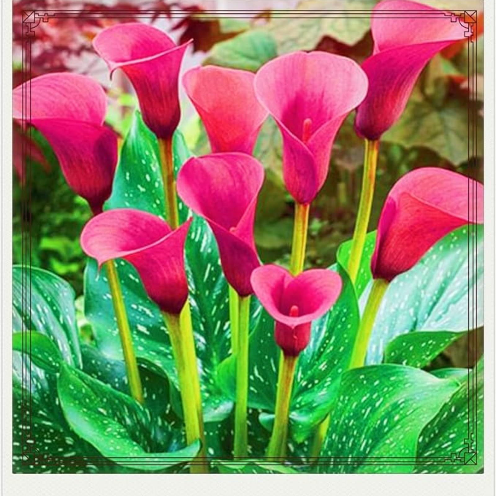 Calla Lily Bulbs for Planting Now UK Ornamental Perennial Excellent Display Plant Bulbs Greening Flower Good for Containers/Natural Organic Easy Plant-4bulbs-M