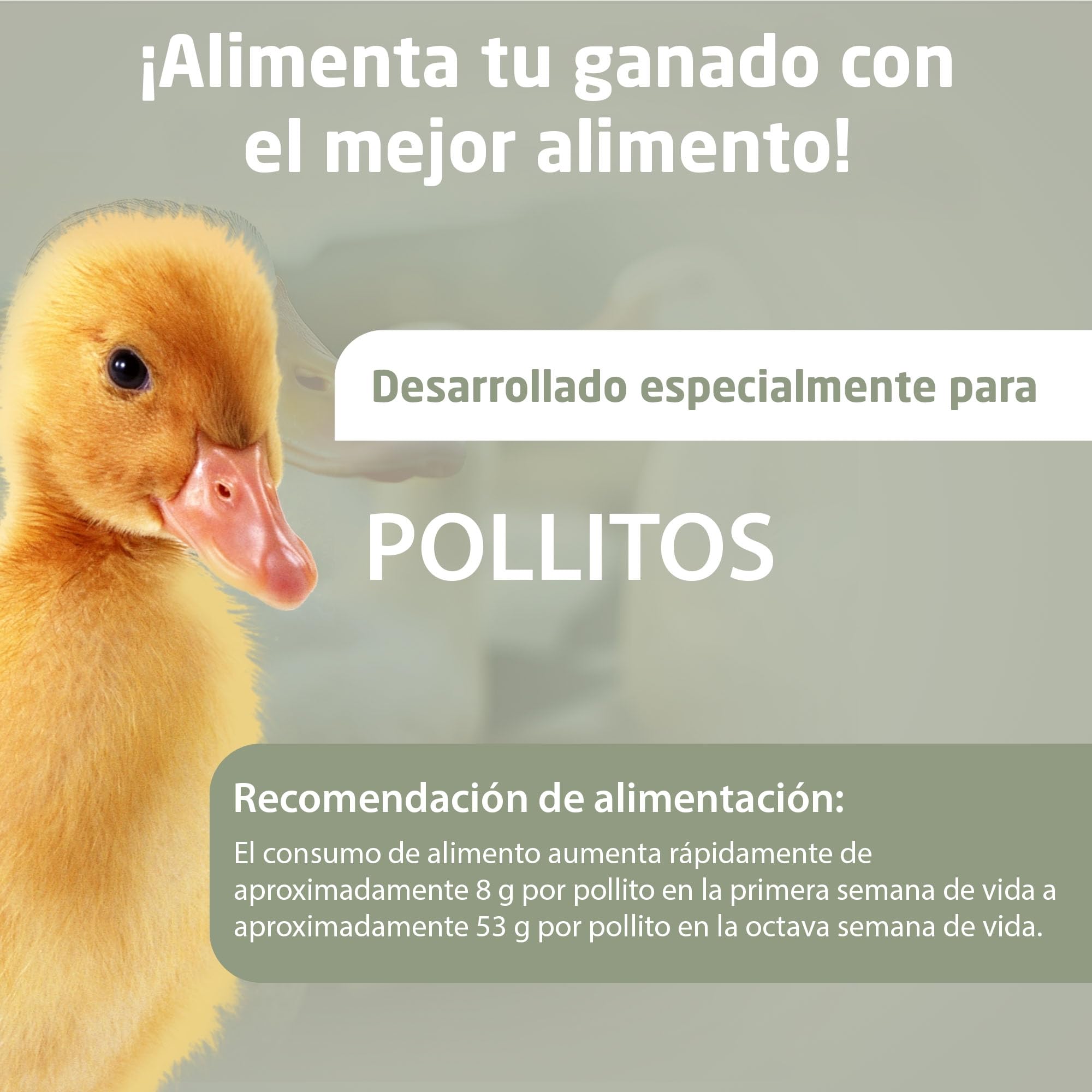 Eggersmann Körnerpick 25 kg de pellets de iniciación para Pollitos sin OGM - alimento para Pollitos - alimento Premium para Pollitos - pellets para Pollos, Gansos y Patos para cría | Sin OGM – Alimento para polluelos – Comida para pollos – Pellets para ga