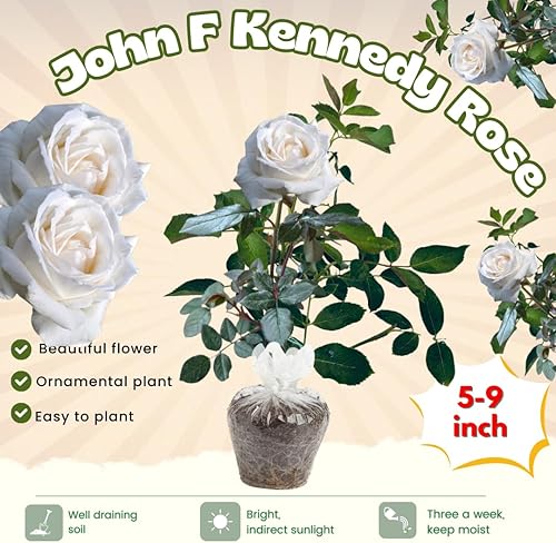 Miniatura 2 de Rose Plant Live, fragante arbusto de flores de reliquia, de 5 a 10 pulgadas de alto, crece como trepador o arbusto para jardín al aire libre, sin